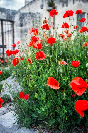Poppy flowers in Matera, amazing city that lies athwart a small canyonの写真素材