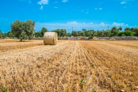 Corn sheaves in the Apulia countryside, south of italyの写真素材