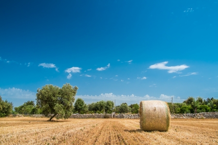 Corn sheaves in the Apulia countryside, south of italyの写真素材