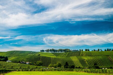 Hill s covered by vineyards along the Moselle river in Remich, Luxembourgの写真素材