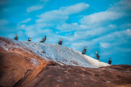 Birds on a rock at the Malawi lake in Africaの写真素材