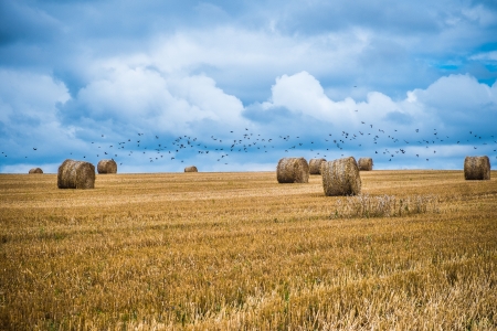 Land of sheaves in the french countrysideの写真素材