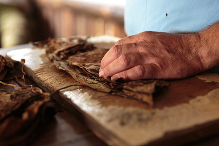 Making tobacco cigars in a typical farm in Vinales, Cubaの写真素材