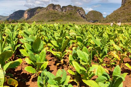 Tobacco plantation in the Vinales valley, north of Cubaの写真素材