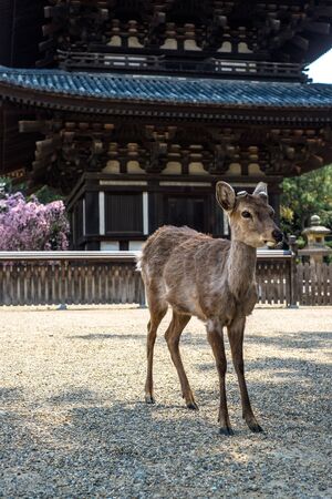 The beautiful site of Nara, the ancient first capital of Japanの写真素材