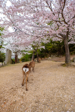 Deers under Sakura trees  in the beautiful island of Miyajima, in Japanのeditorial素材