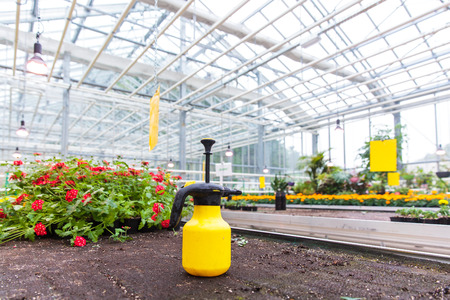 Plants growing in a modern greenhouseの写真素材