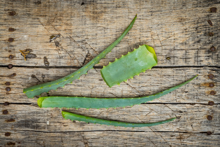 Natural leaves of Aloe Vera plantの写真素材