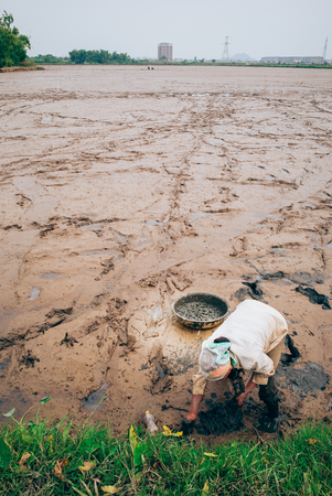 Vietnamese women collecting sea snails in the mudの写真素材