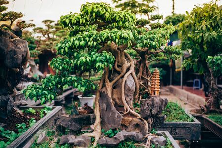 Beautiful vietnamese bonsai tree in the gardenの写真素材