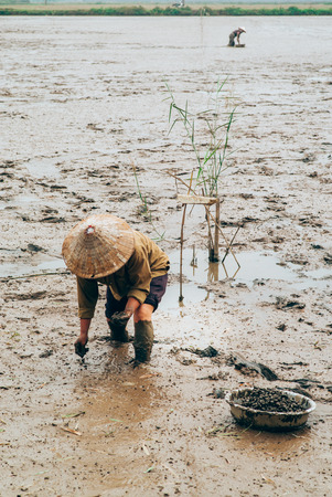 Vietnamese women collecting sea snails in the mudの写真素材