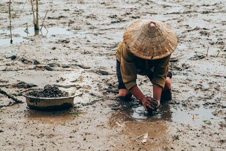 Vietnamese women collecting sea snails in the mudの写真素材