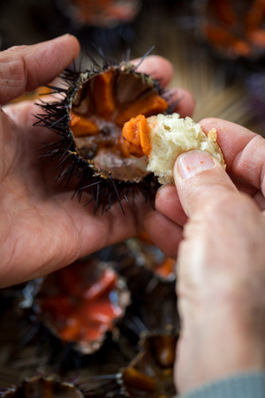 Fresh sea urchins from south of Italy, Puglia regionの写真素材