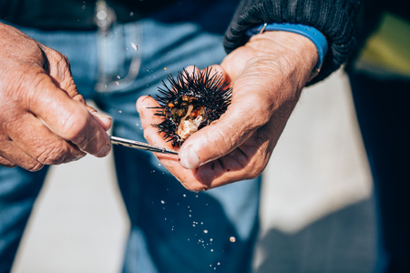 Fresh sea urchins from south of Italy, Puglia regionの写真素材