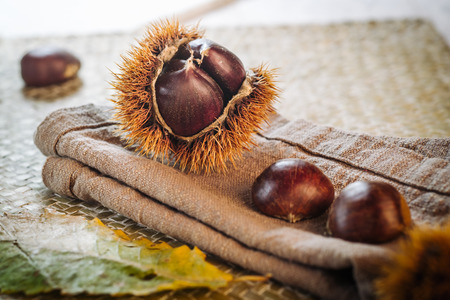 Fresh raw chestnuts fruits in autumn seasonの写真素材