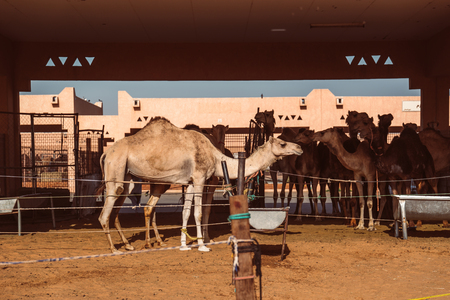 Local camel market in Al Ain, Emiratesの写真素材