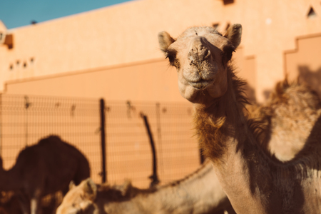 Local camel market in Al Ain, Emiratesの写真素材