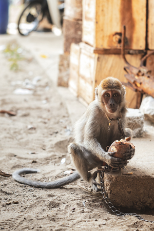 Small monkey chained in a farmの写真素材