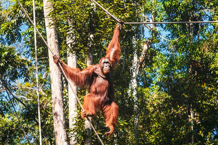 BORNEO / SARAWAK / MALAYSIA / JUNE 2014: Orangutans in the Semenggoh Nature Reserve