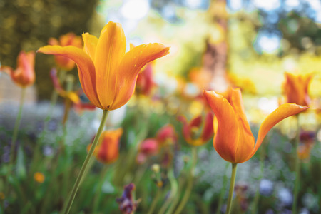 Tulips in the municipal parc in Luxembourgの写真素材