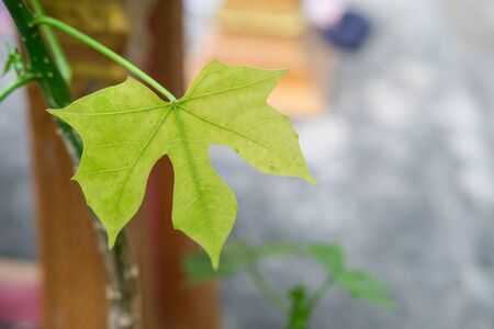green leaves of tree.の写真素材