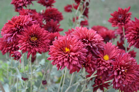 Pink Maroon Zinnia Flowersの写真素材