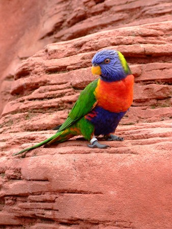 parrot