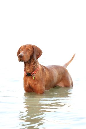 The hungarian retriever is a very good shooter houndの写真素材