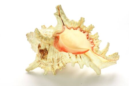 A isolated  beautiful sea shell
