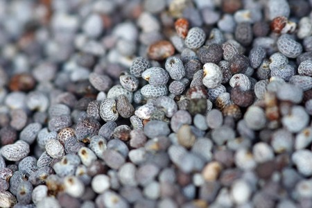 Close up of small poppy seedsの写真素材