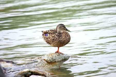 In a cloudy days  one duck resting in a stoneの写真素材