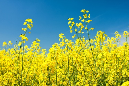 Colza flowers beautiful with blue sky of background