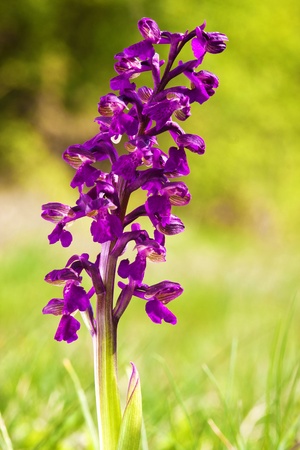 Very beautiful protected plantsの写真素材