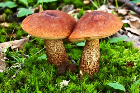 Two edible mushroom species,red-capped