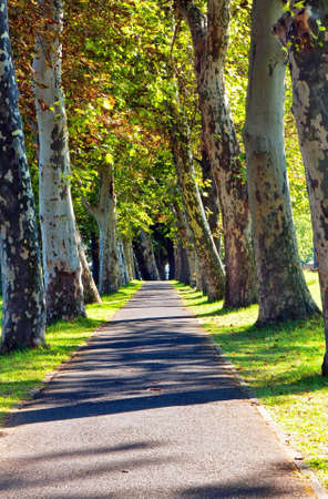 Bicycle road between the sycamore trees