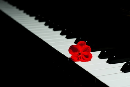 Harmonious detail of a black piano and a red flowerの写真素材