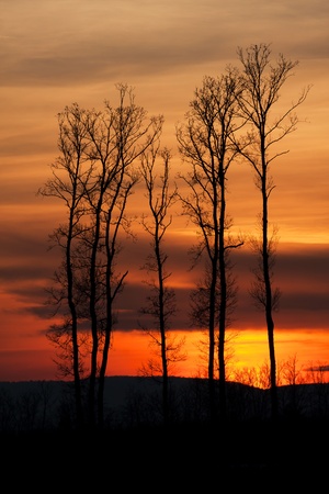 Beautiful sunset behind a clump of treesの写真素材