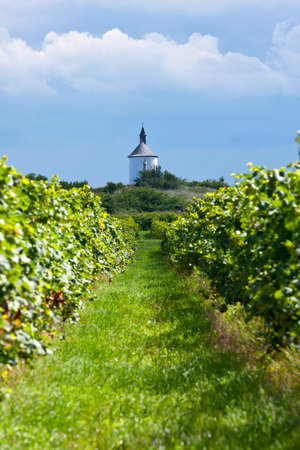Beautiful rows of grapes before harvesting の写真素材