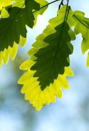 Oak leaf shadow of another leaf
