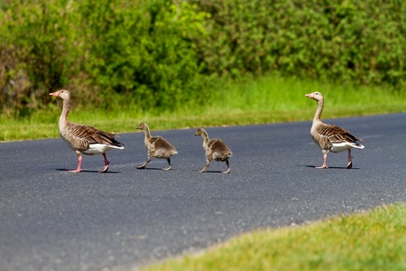 Goose family passes on the wayの写真素材