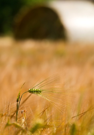 Summer landscape. Field of cereal in the summer.の写真素材