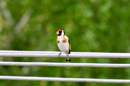 Goldfinch perched on the power lineの写真素材