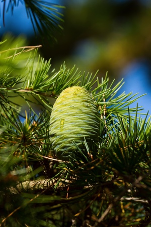 Beautiful shaped pine cone の写真素材