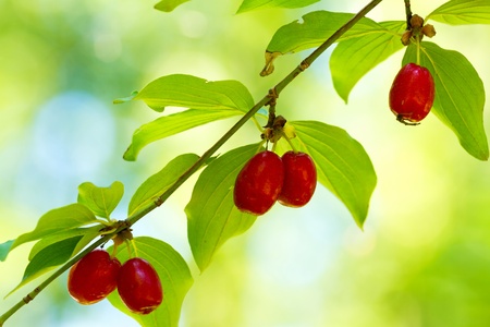 Fine dogberry fruits on the branchの写真素材