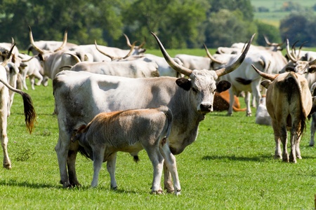 Beautiful Hungarian grey bulls in the field の写真素材