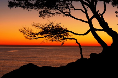 Beautiful beach at sunrise wih trees