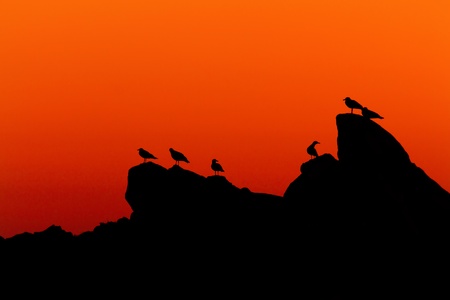 Morning silhouette of a coastal rock