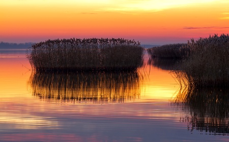 Night lights in the reedの写真素材
