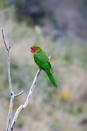 Beautiful green and red parrotの写真素材