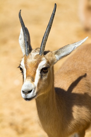 African antelope の写真素材
